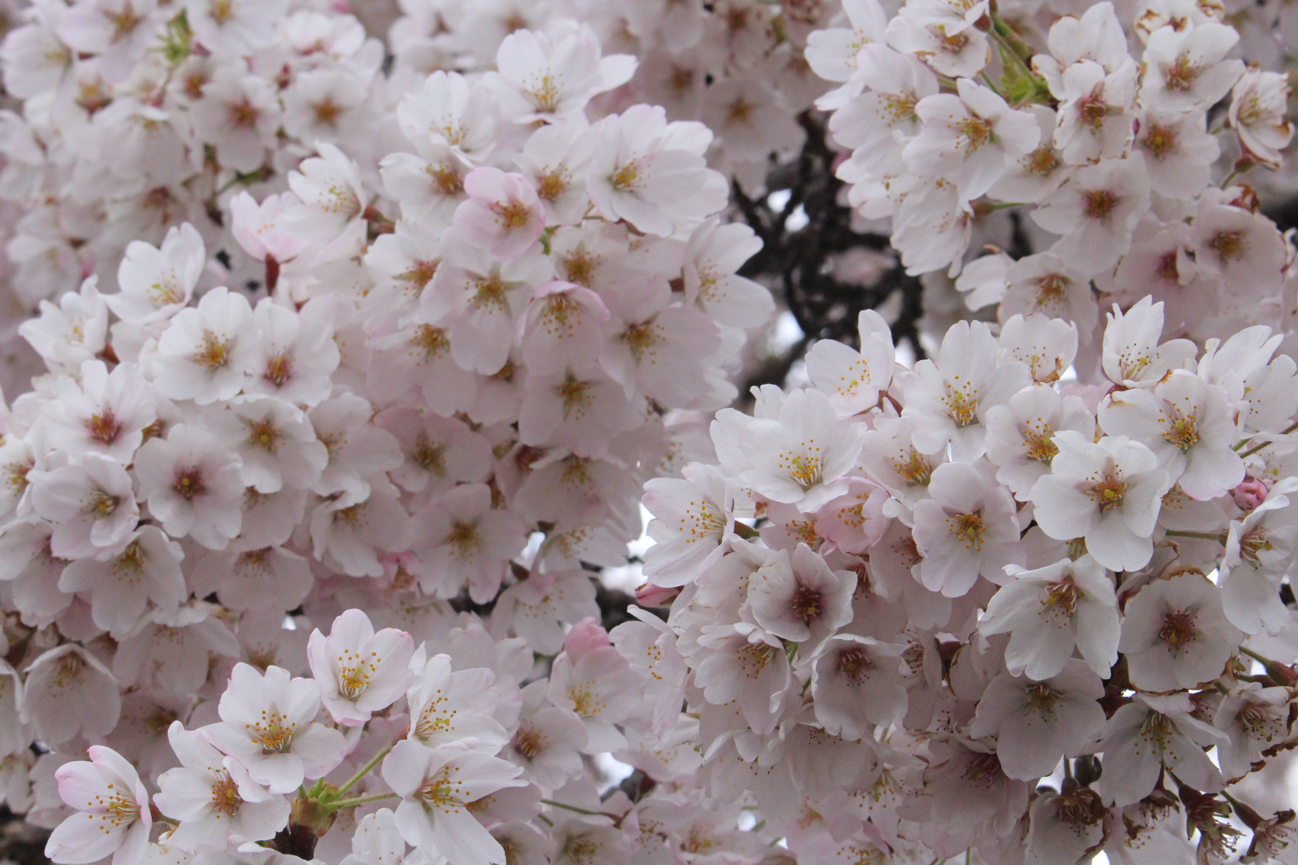 Cherry Blossoms Ireland IMG_9941
