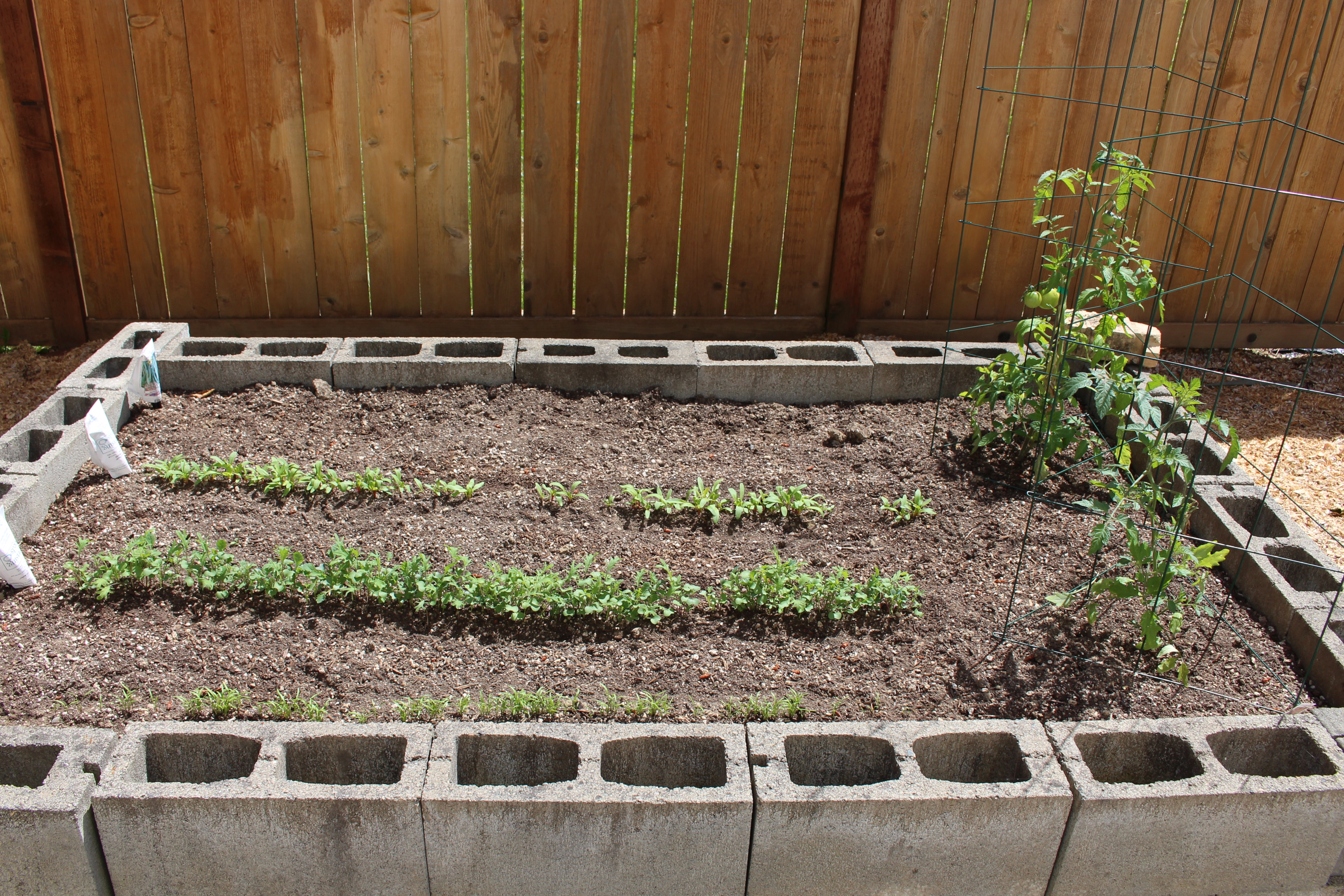 Garden Just Coming Up IMG_0237