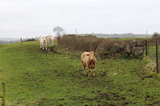 Baylee Farm