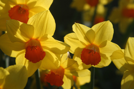 Daffodils Resized IMG_0808