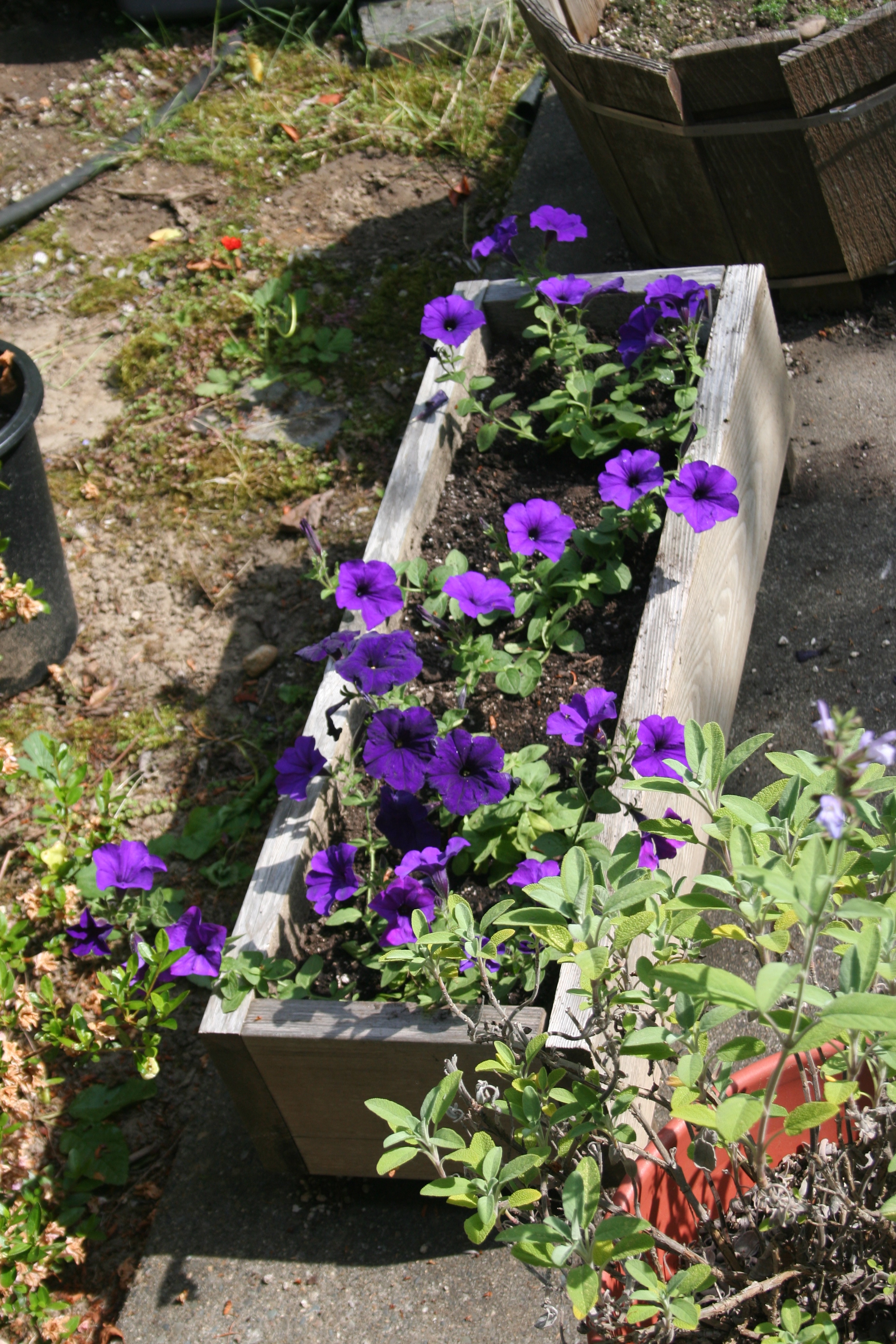 Petunias IMG_8453 copy