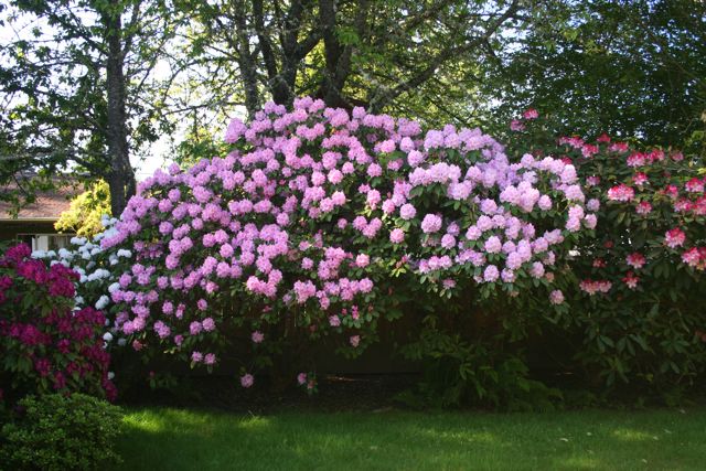 Rhodies Pink Three IMG_7802