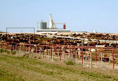 Feedlot-1 Photo H20