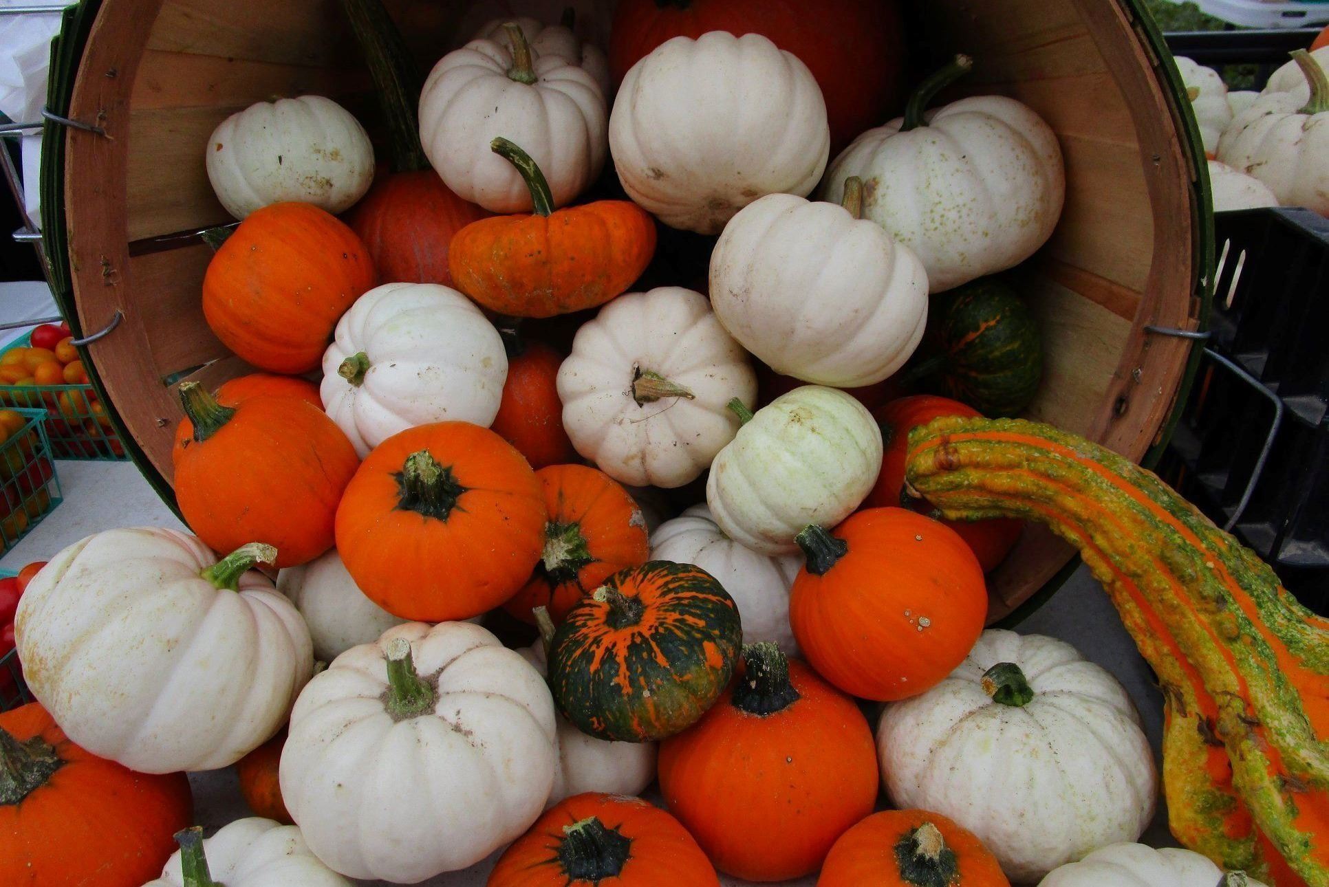 White and Orange Pumpkins