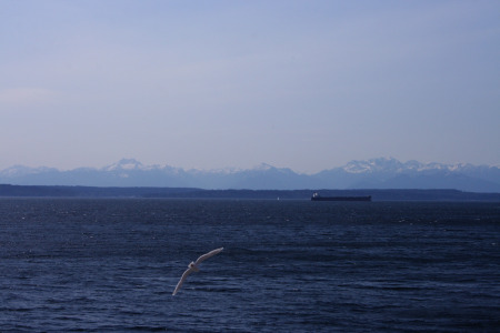 Olympics Bird Barge Resized