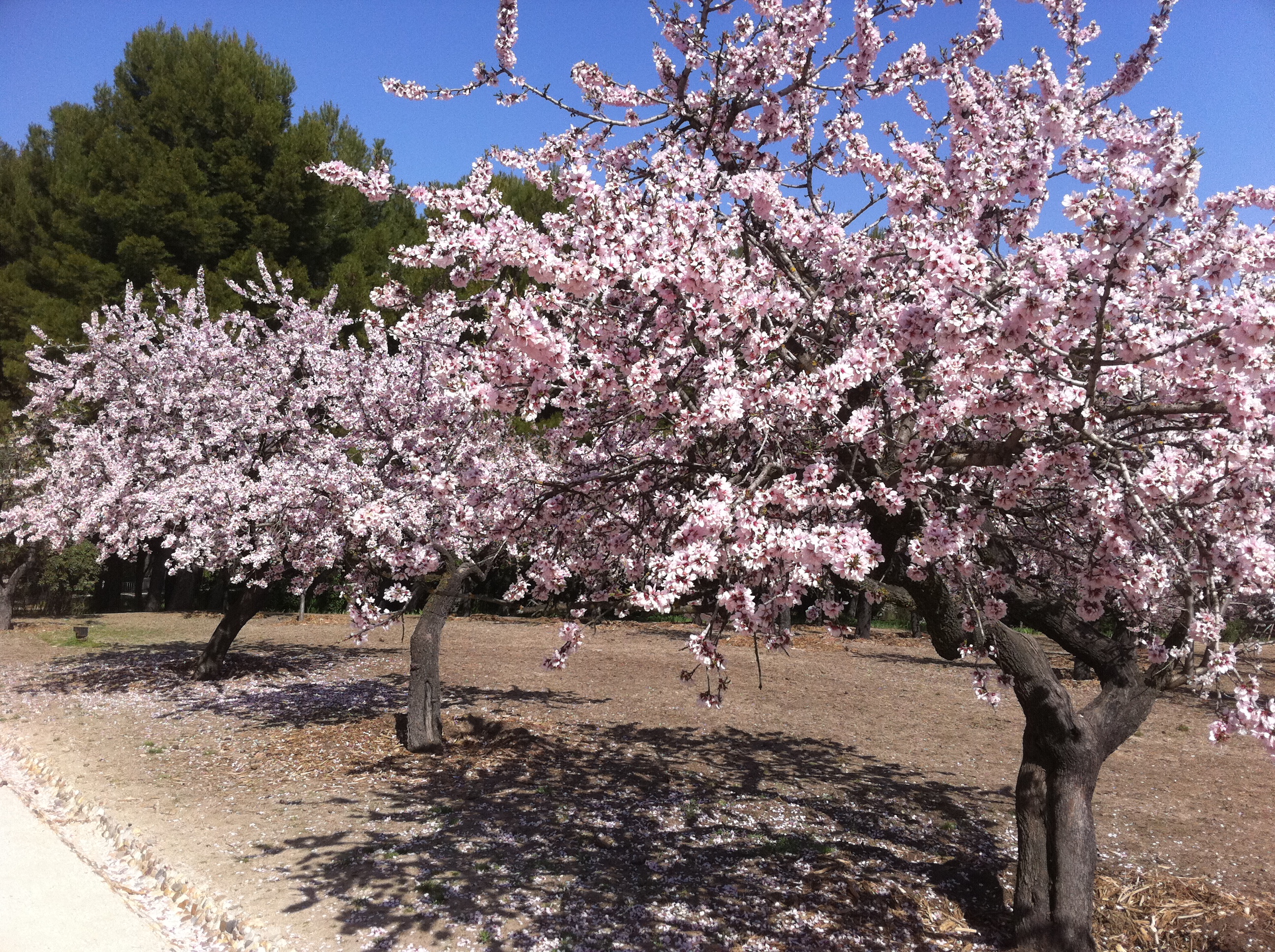 Almond Blossoms in Madrid