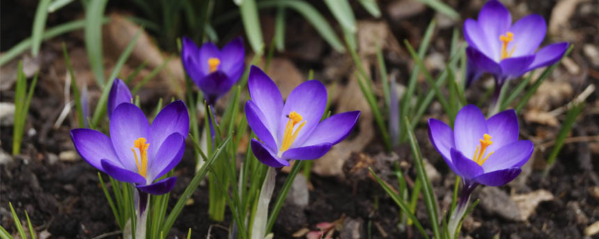 Garden_crocus