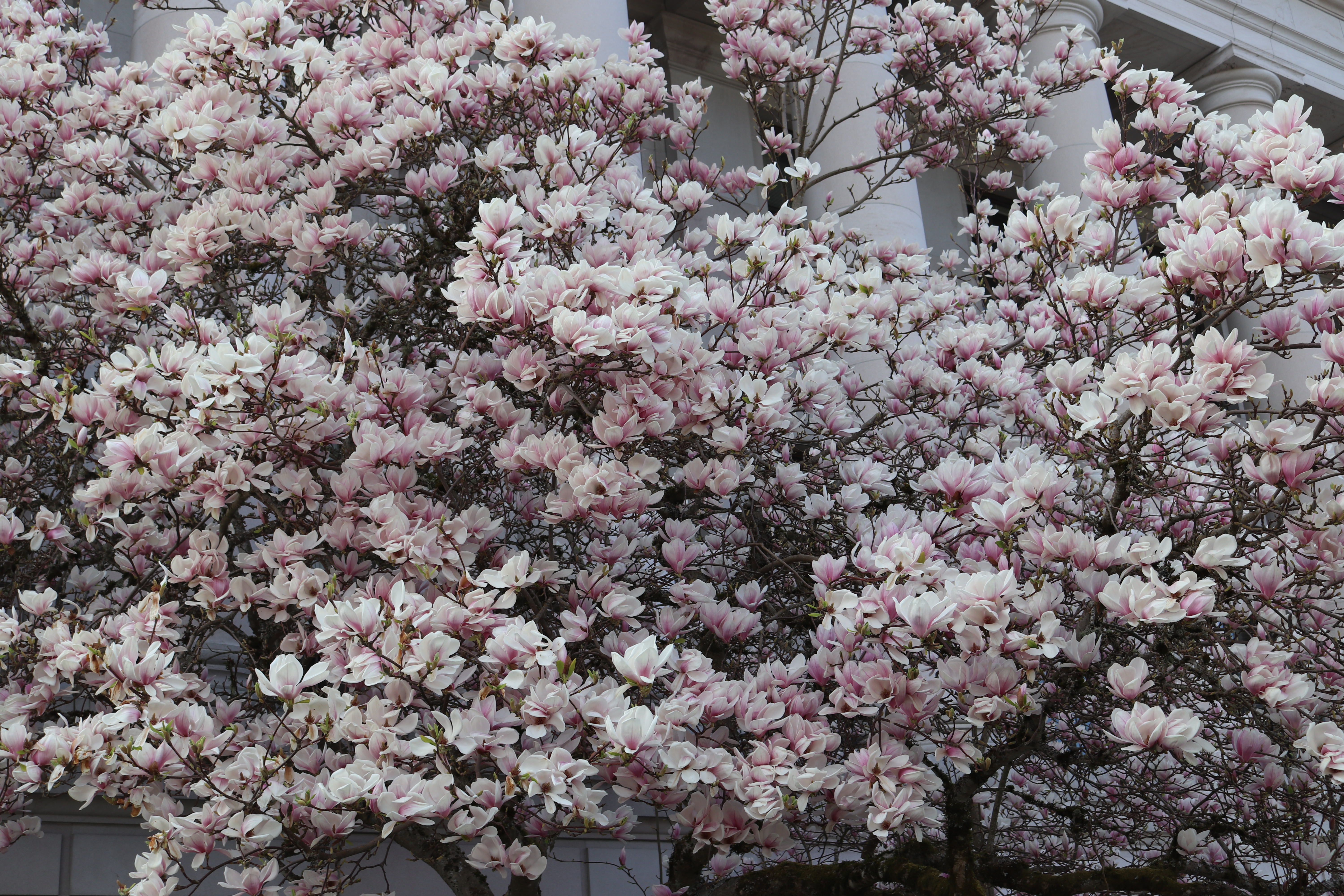 Magnolia Tree Olympia  Wash