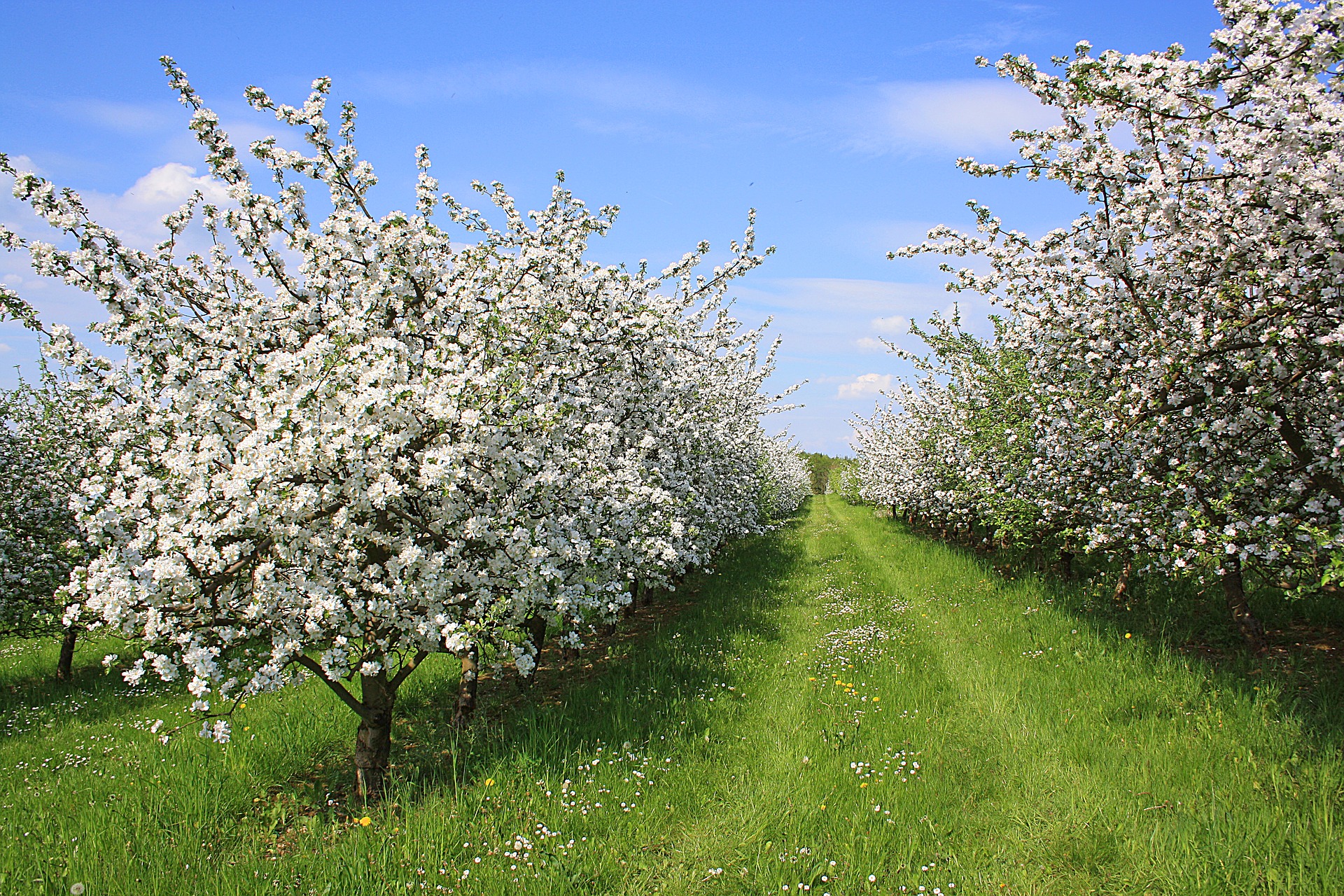 Apple Orchard Apple Orchard