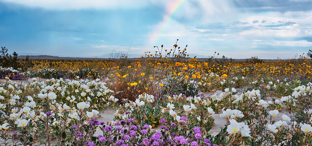California Spring Flower Bloom 2019