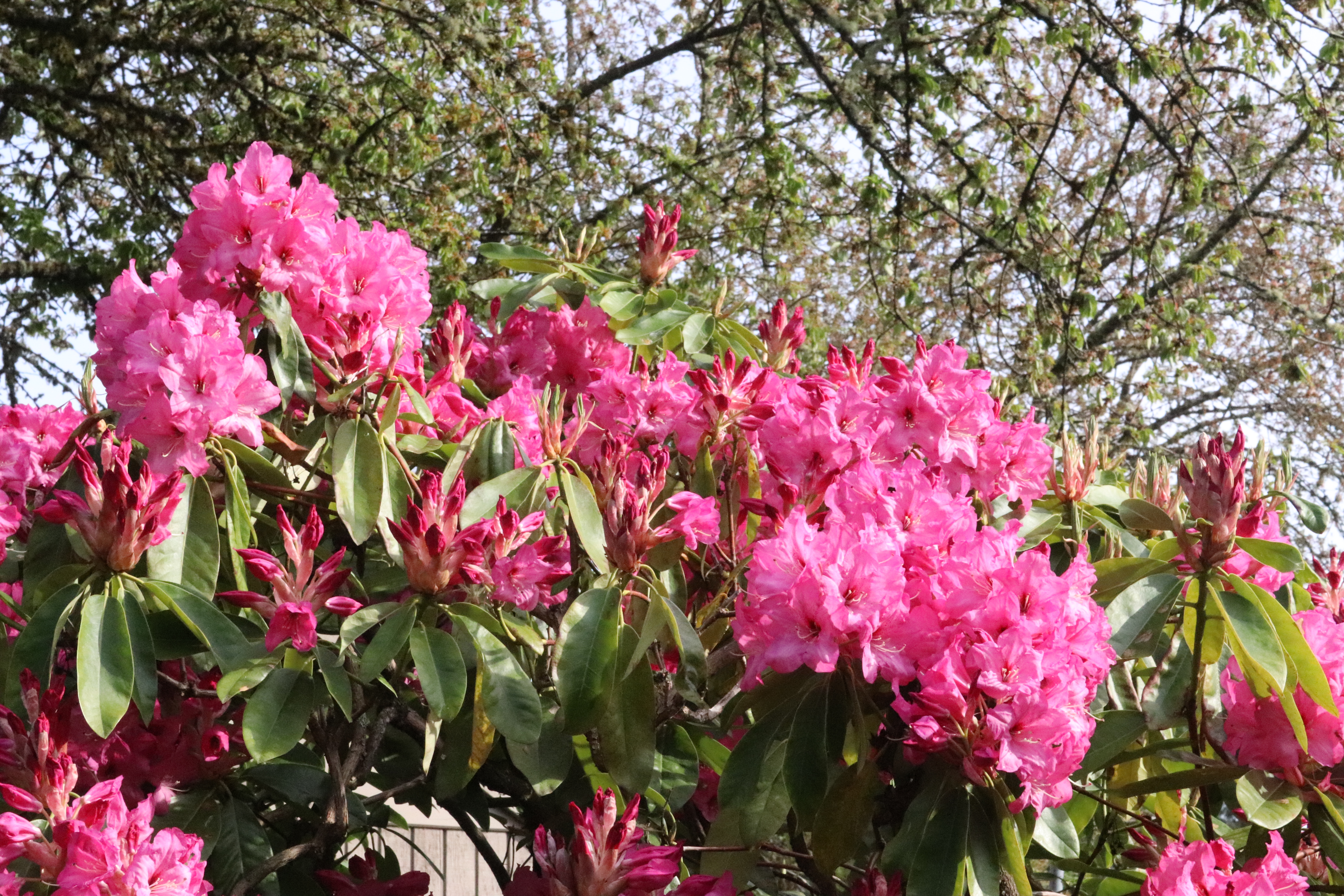 Pink Rhododendrons Blooming in Rita Robison's Yard
