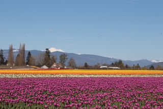 Tulip Fields in Mount Vernon Washington
