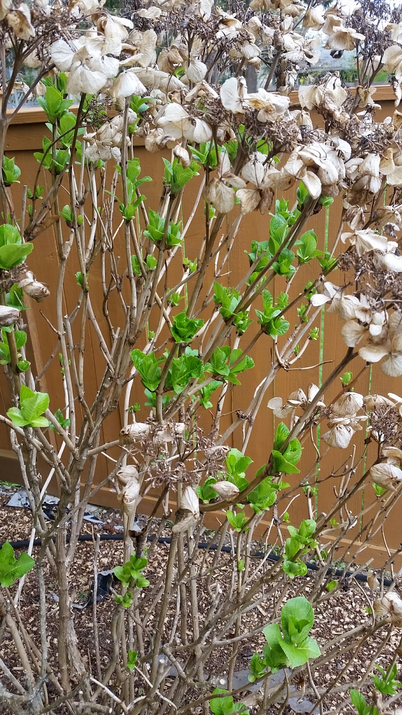 20190404_163418_resized