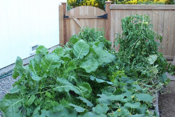 Garden-With-Collards-and-Tomatoes-600x400