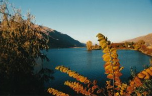 Orondo Fall Foilage at Edge of Columbia River 2002