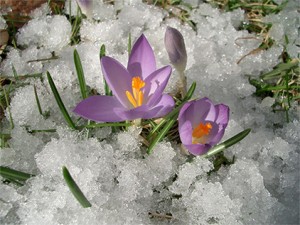 Crocus-in-the-snow21-300x225