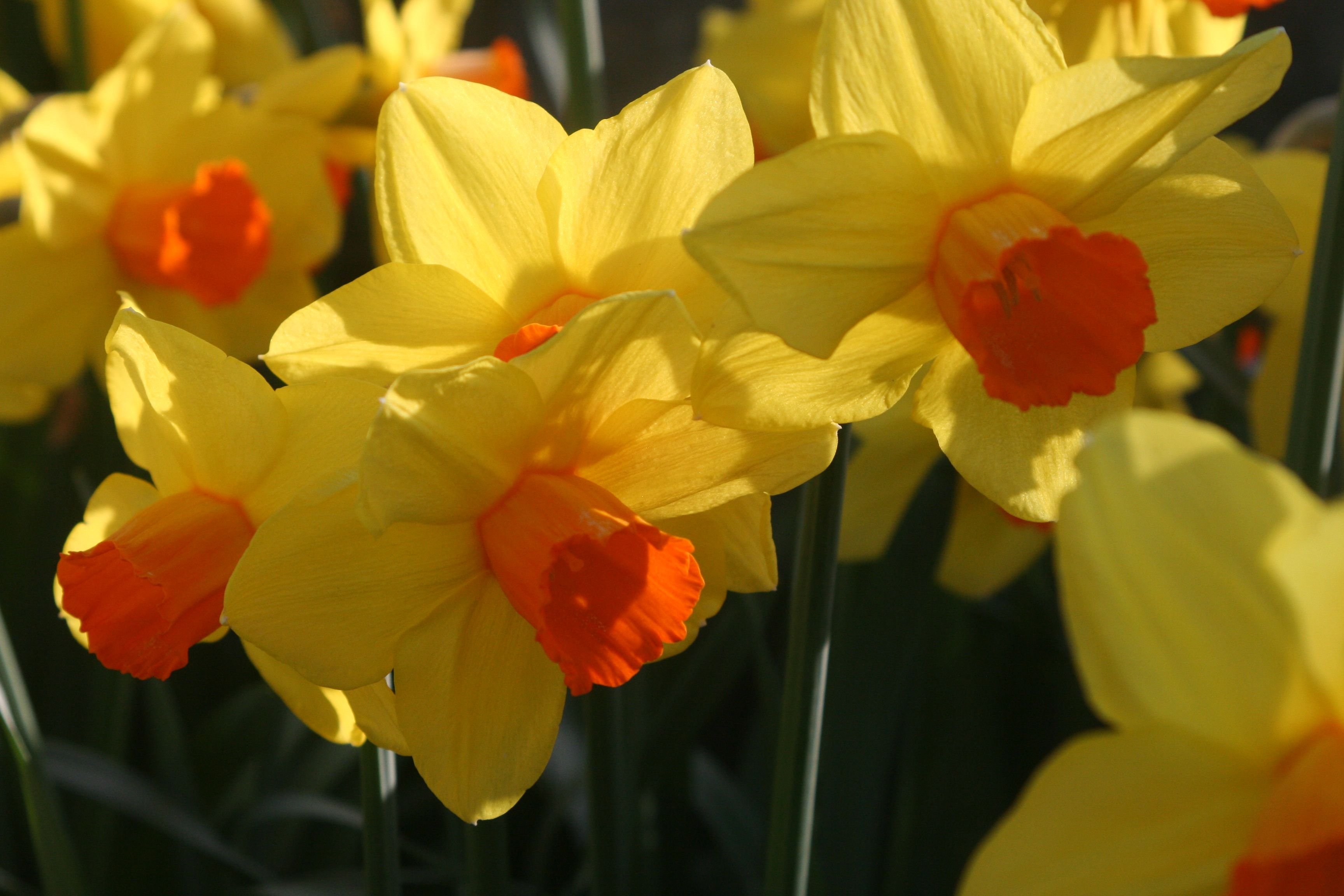 Daffodills