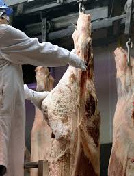 Beef Side With an Inspector Inspecting It as It hangs 3-27-20