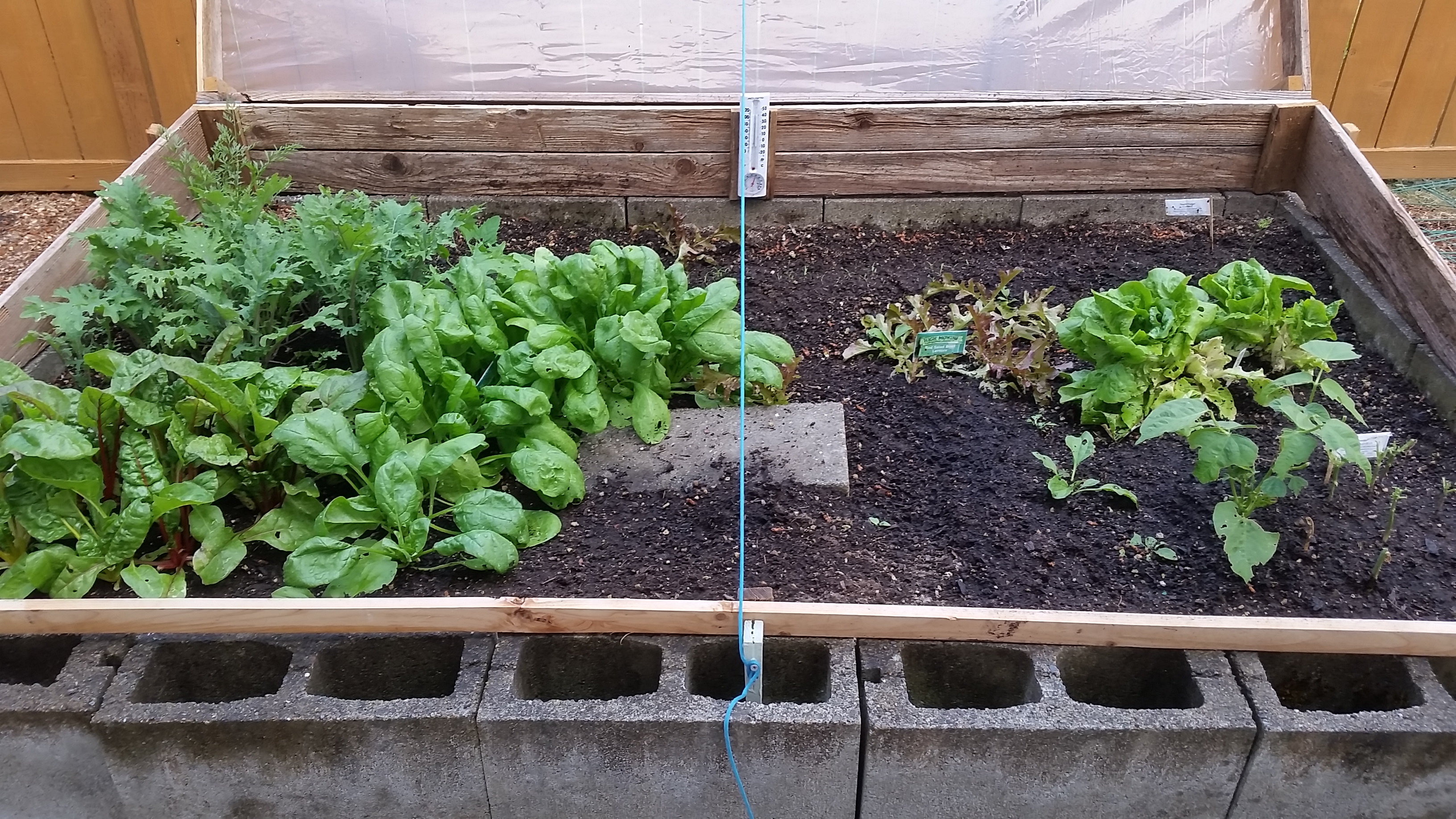Cold Frame 5-30-20 Cold Frame 5-30-20