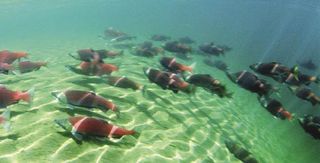 Fish Photographed Underwater