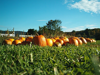Halloween_pumpkins_in a Field With Blue Sky