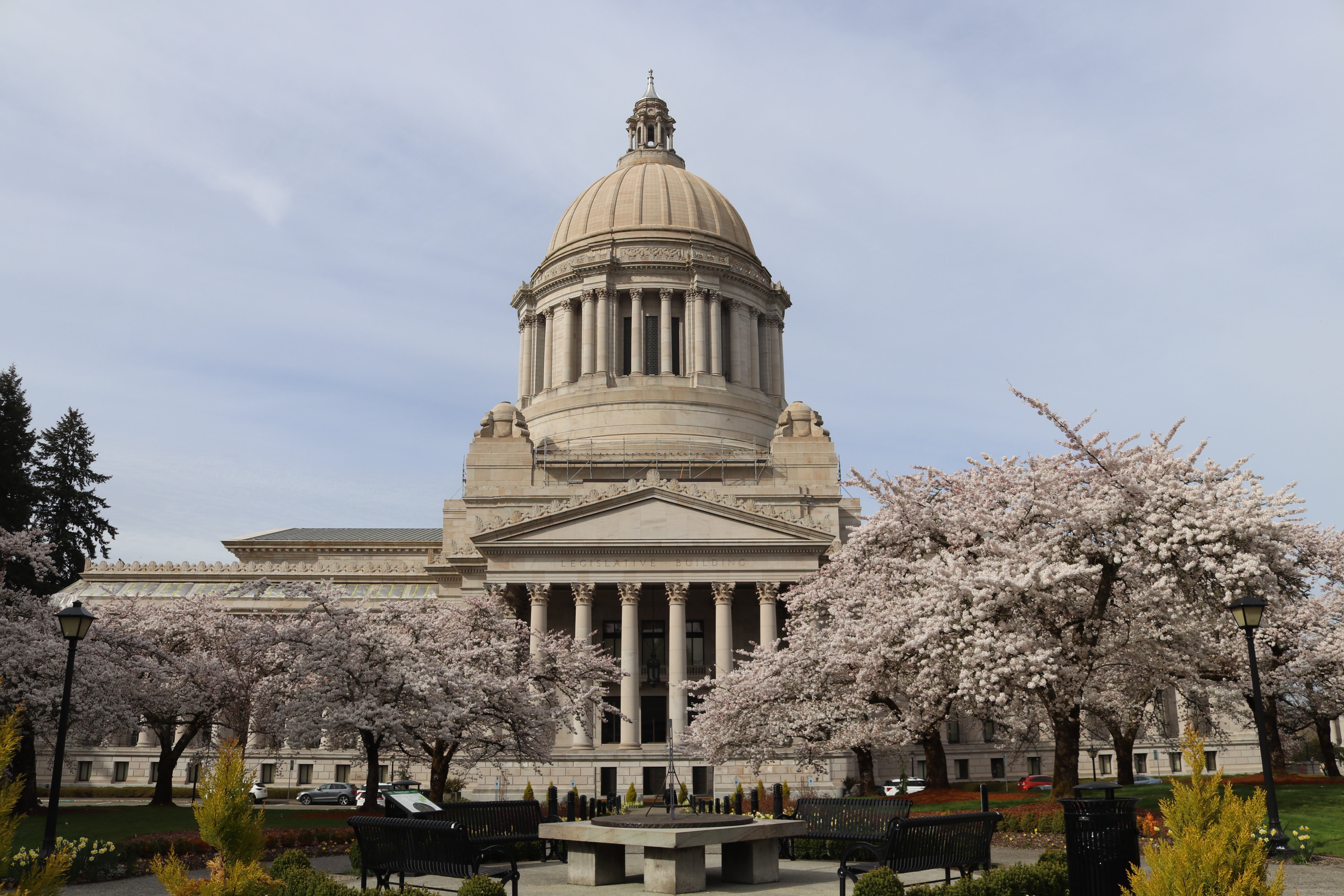 Cherry Blossoms Legislative Building 4-1-21 IMG_3160