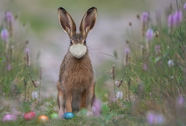 Easter-Bunny Wearing a Mask in a Garden 6129185_640