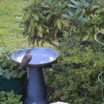 Woodpecker Perched on Birdbath