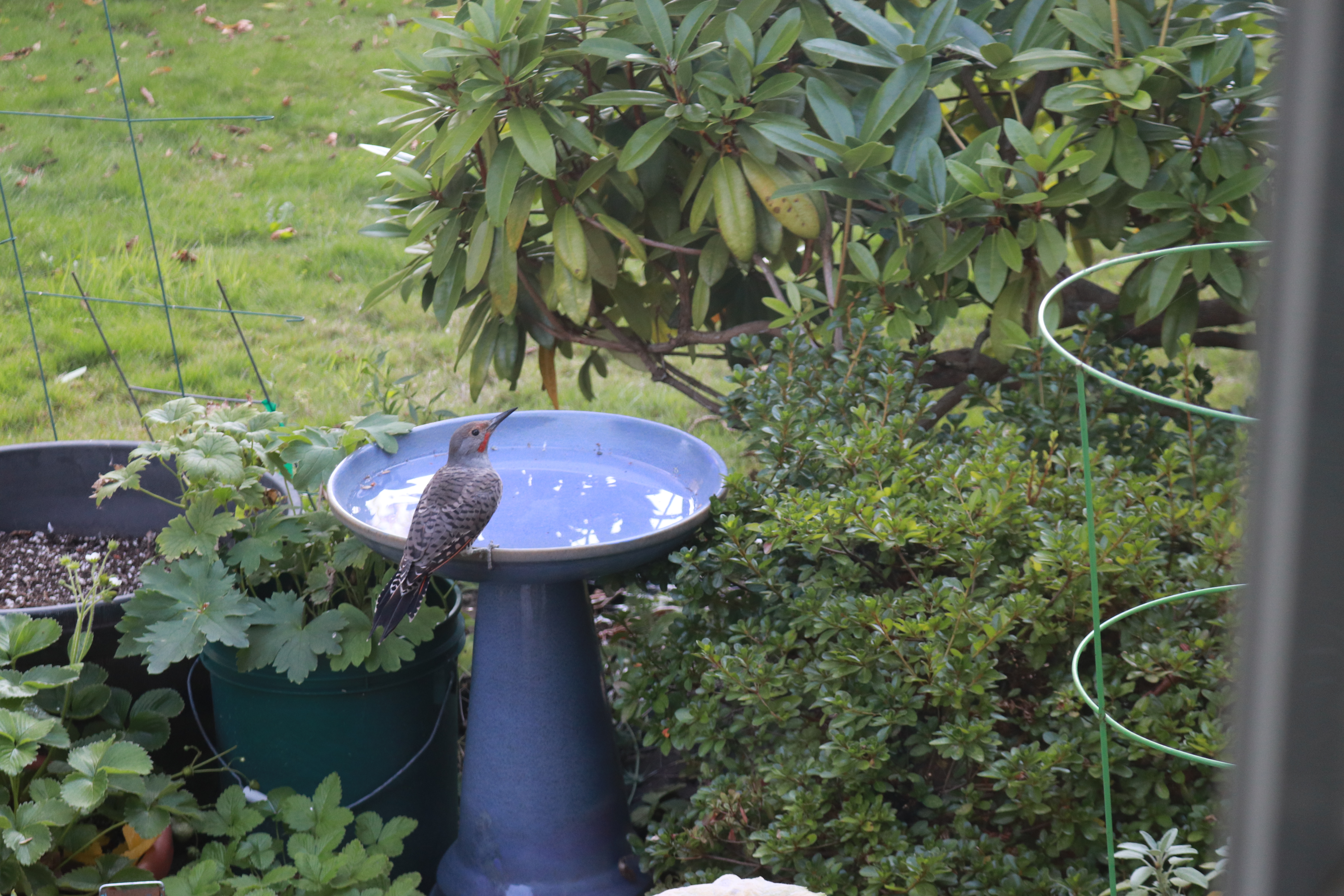 Woodpecker Perched on Birdbath