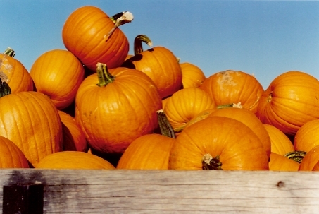 Pumpkins Pile Large and Small Pumpkins Blue Sky_hm