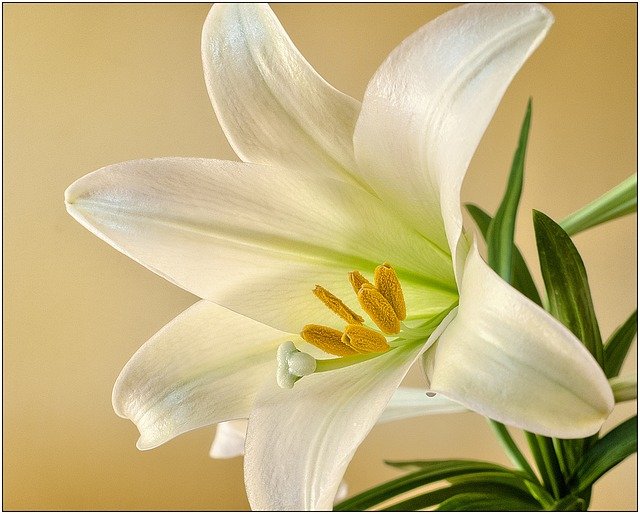 Easter-Lilly White Large One Full Frame 1270523_640