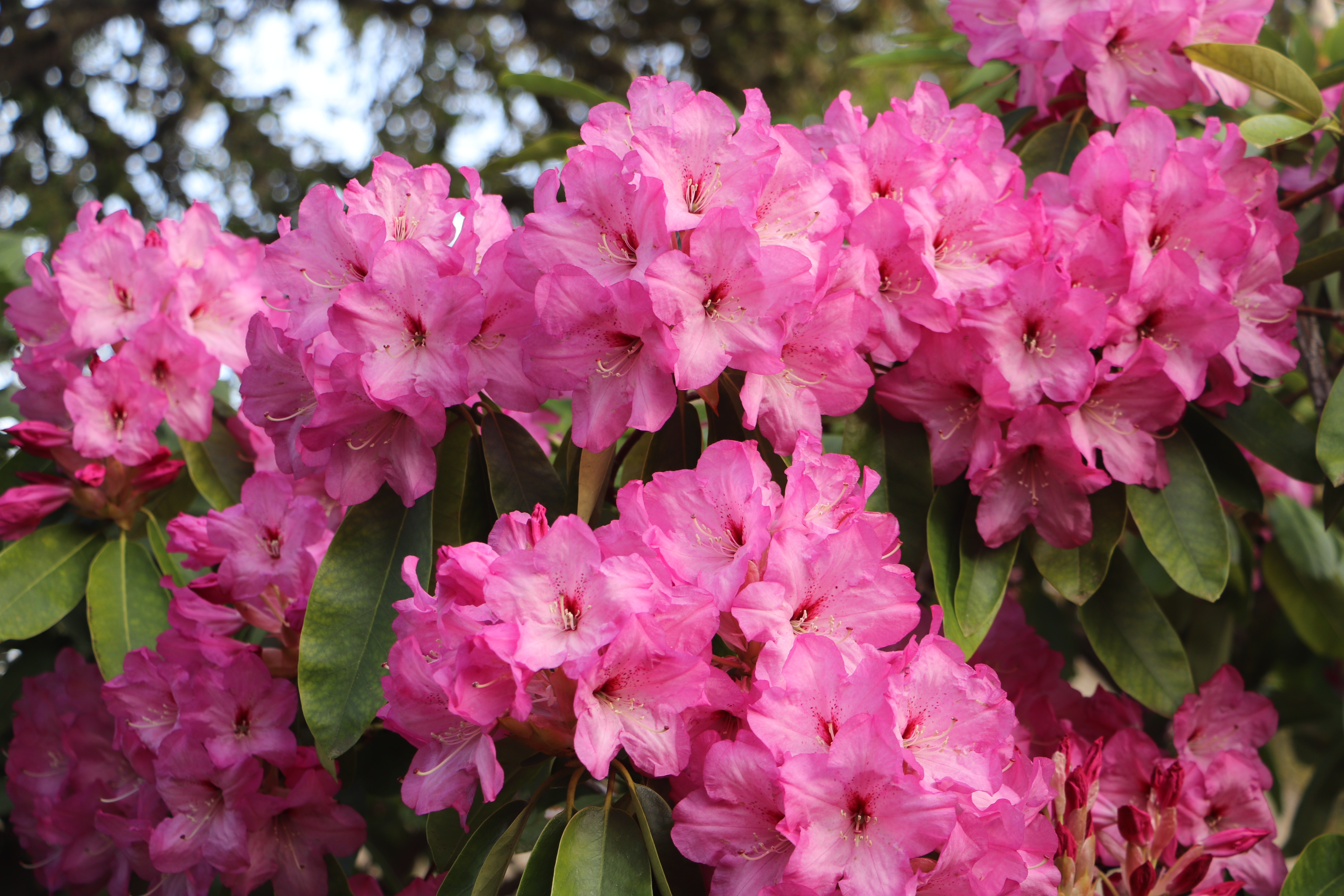 Rhodies Pink Lots on a Bush IMG_3819