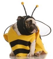 Dog Dressed in Bumblebee Costume for Halloween 2