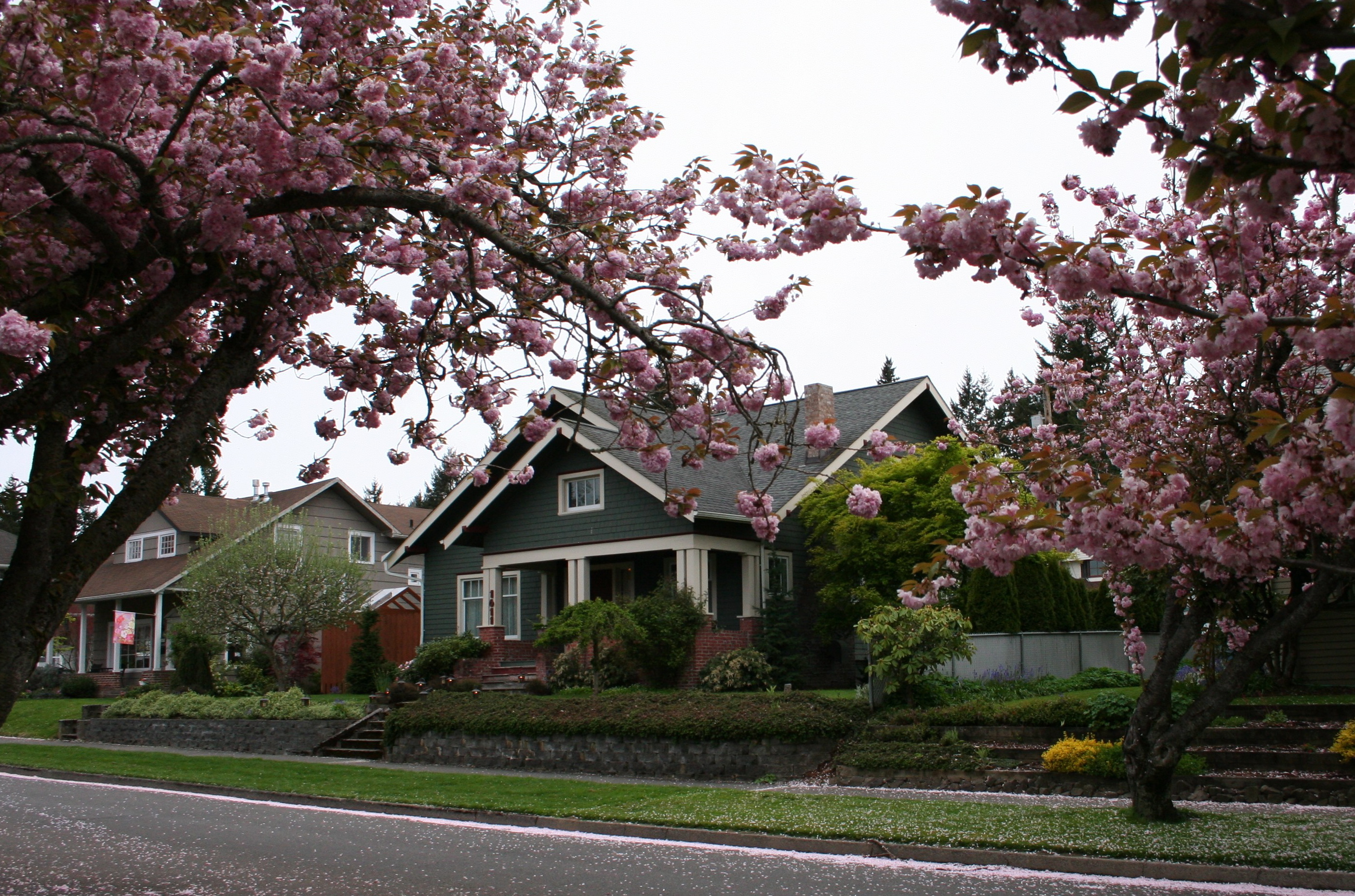 House Flowering Trees3