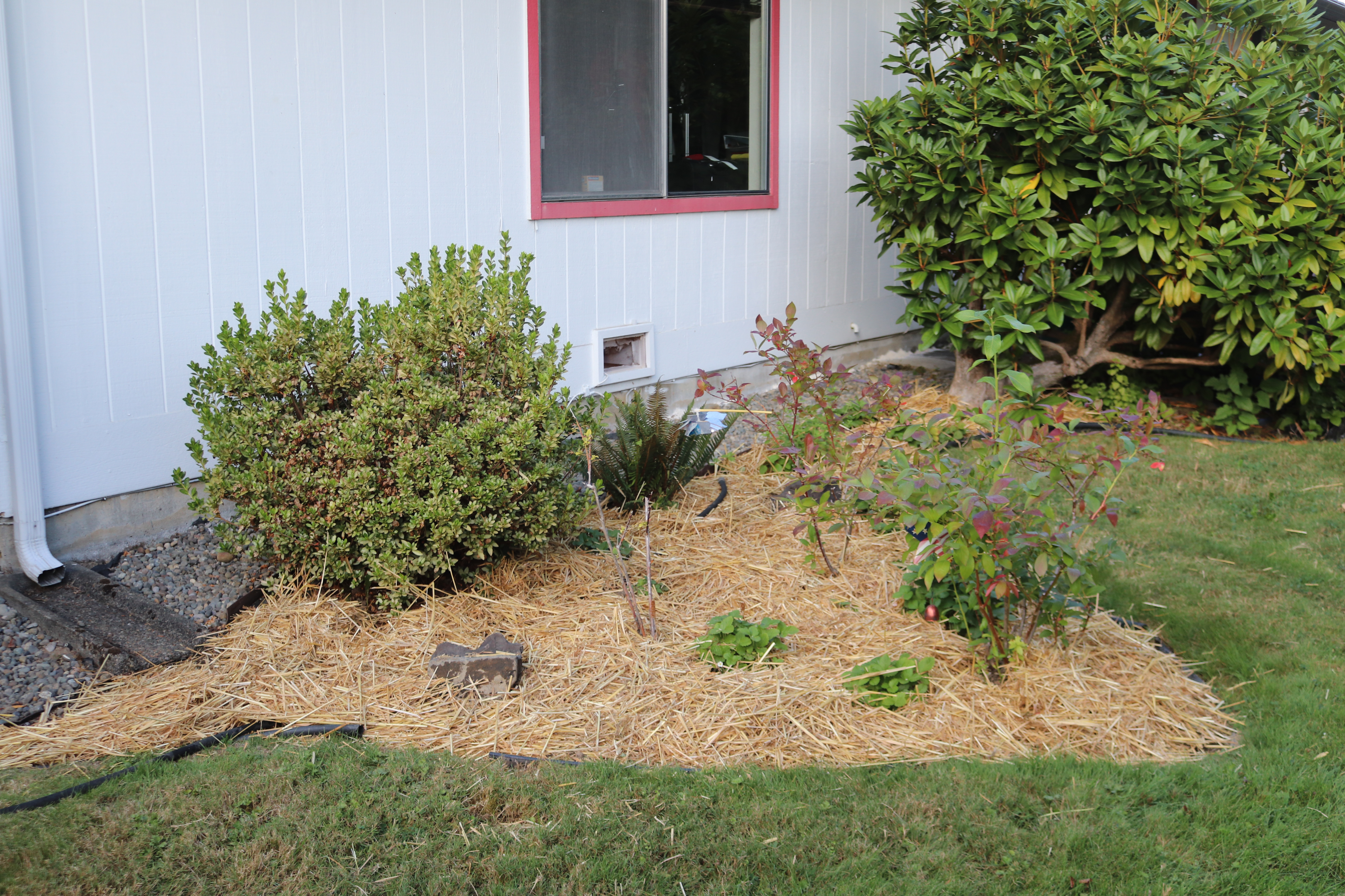Straw in Flowerbed Day Backyard