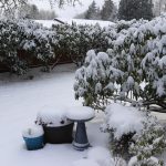 Snow in Rita's Yard 12-26-21