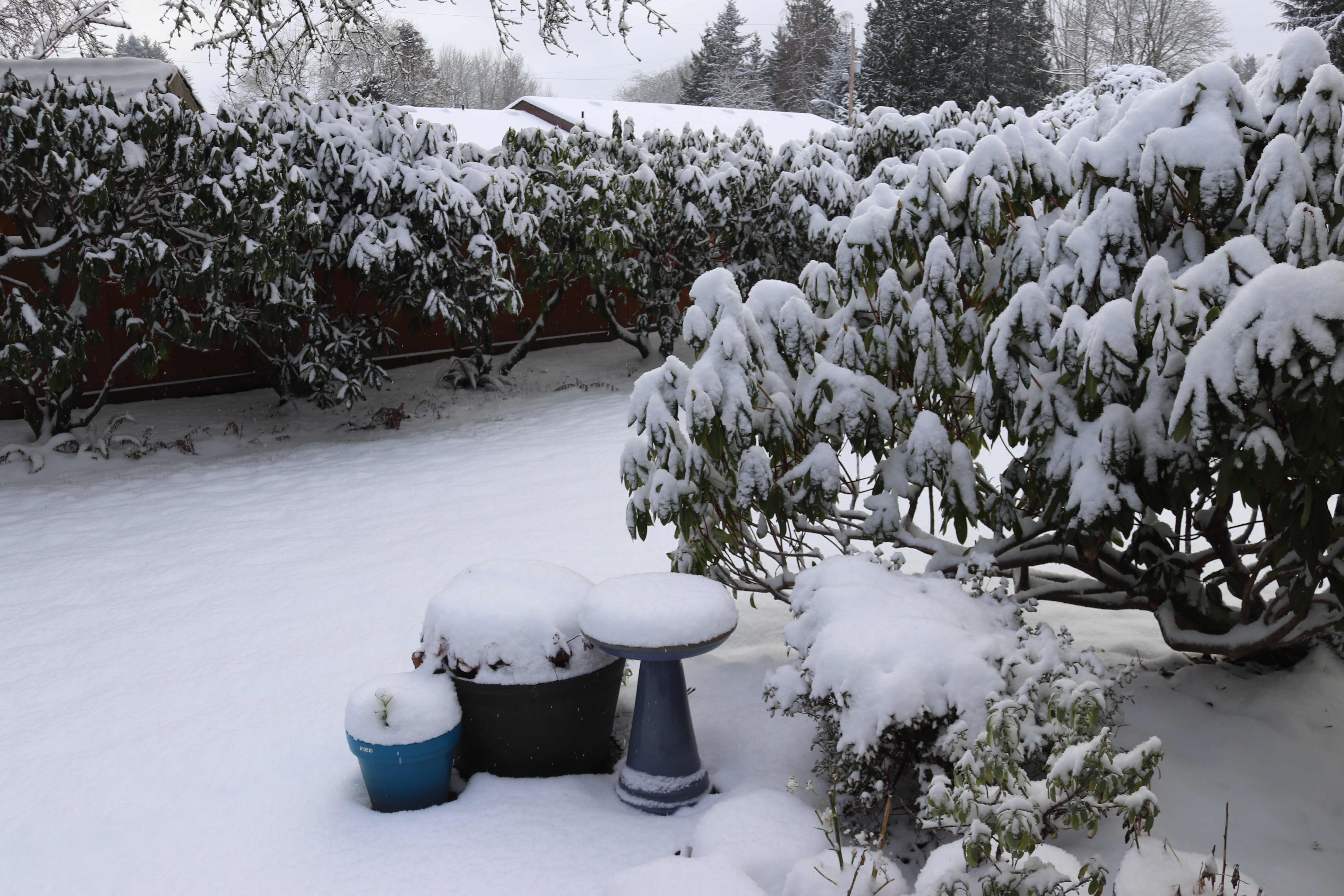 Snow in Rita's Yard 12-26-21