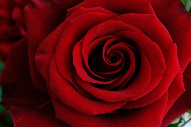 Flower rose-One Big Red One gc7c843ef3_640