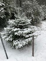 Living Christmas Tree Planted With Snow