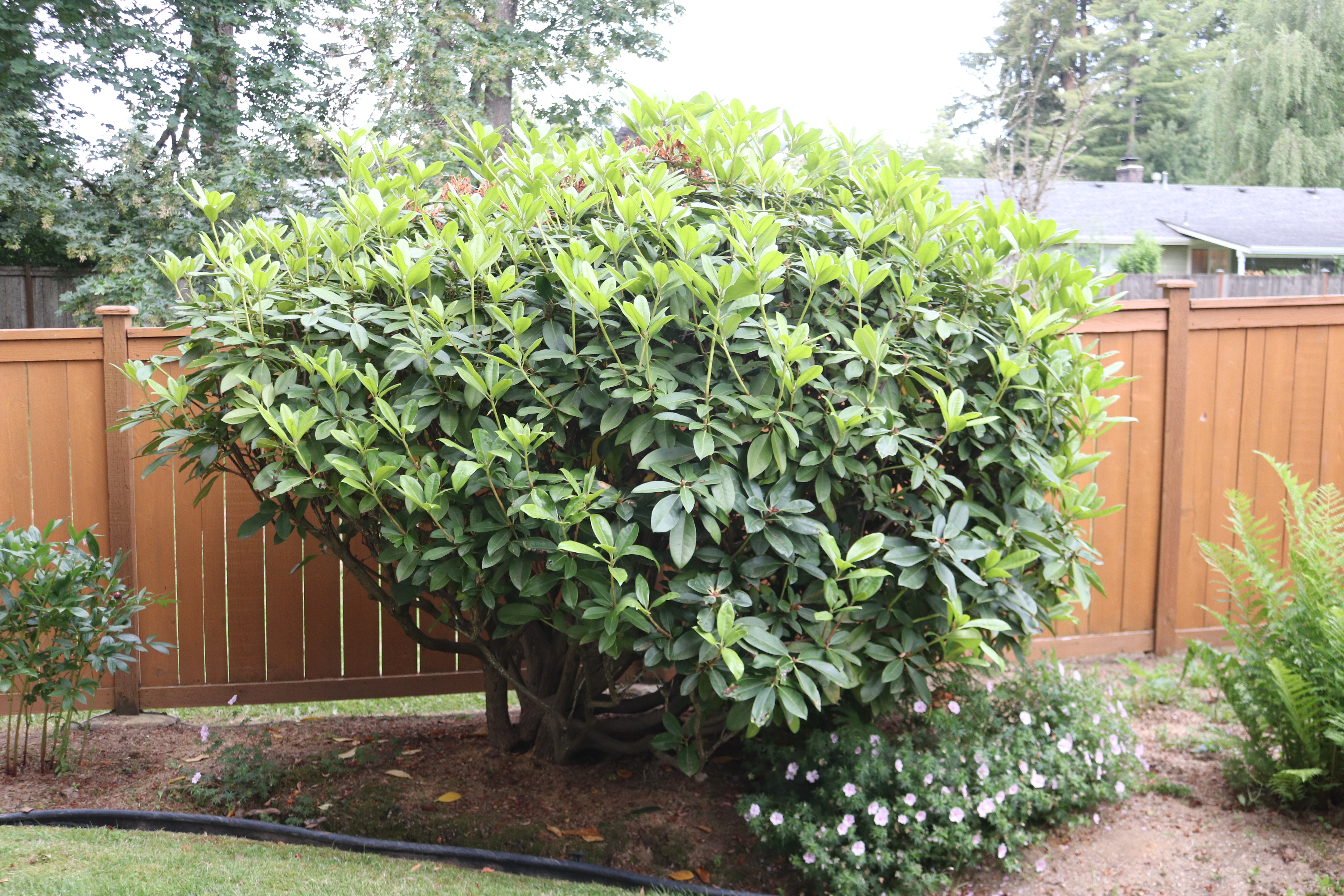 Rhodie Cut Down and Regred