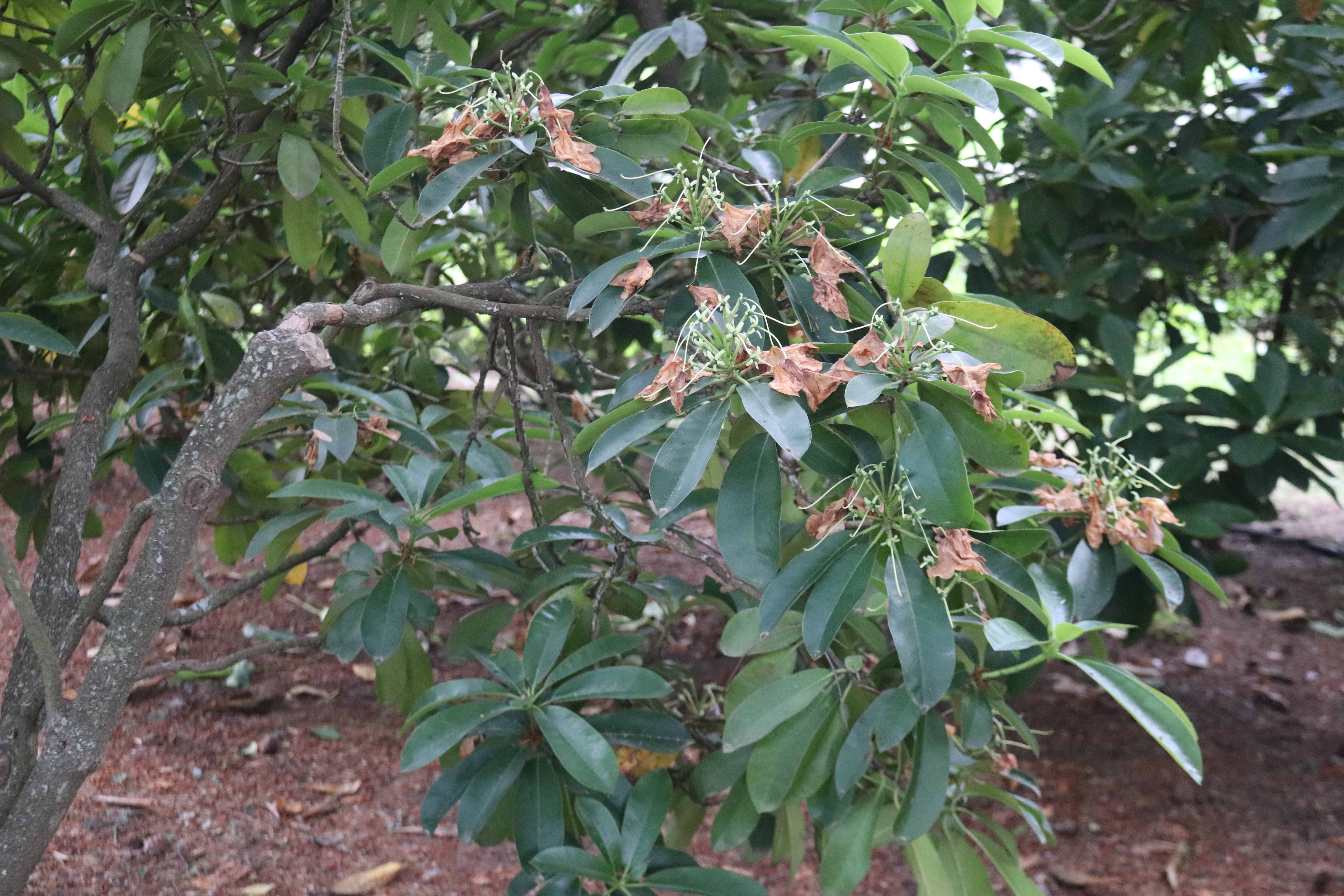 Rhodies Needing Deadheading