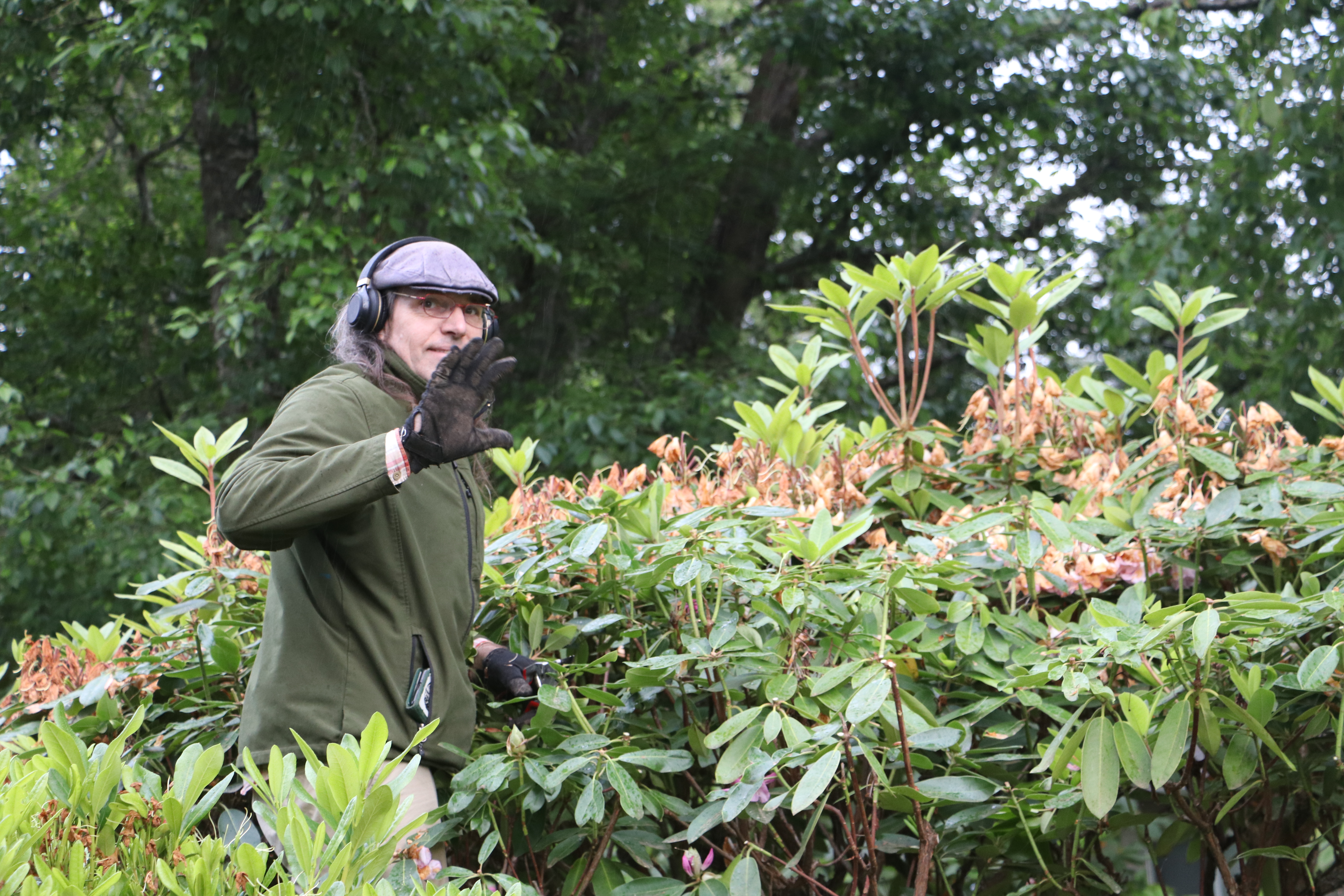 Dean Pruning Rhodies