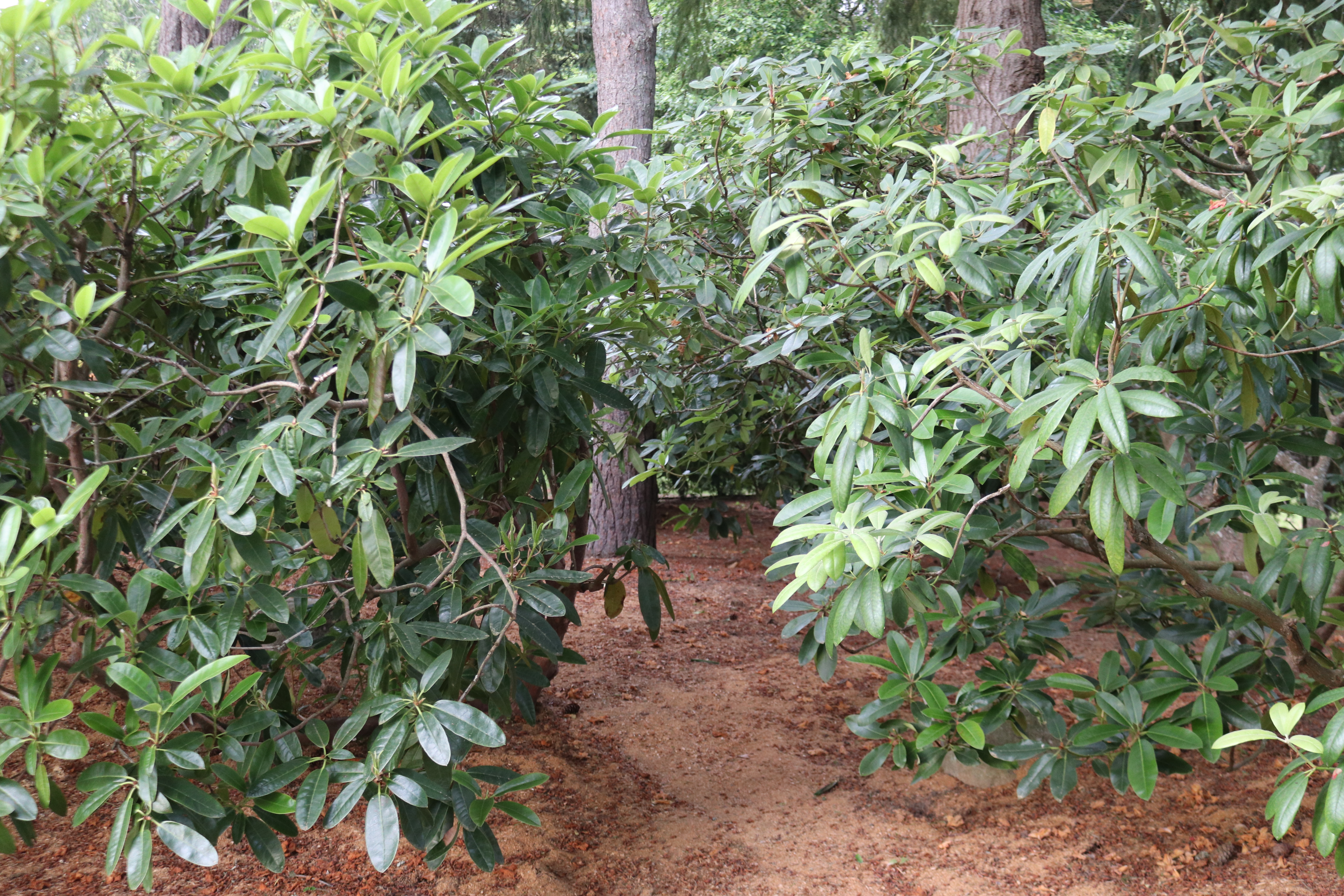 Rhodies Space Between Them