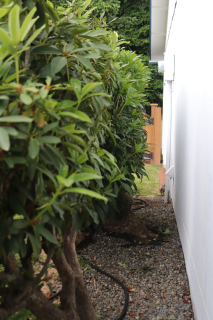Rhodies Space From House