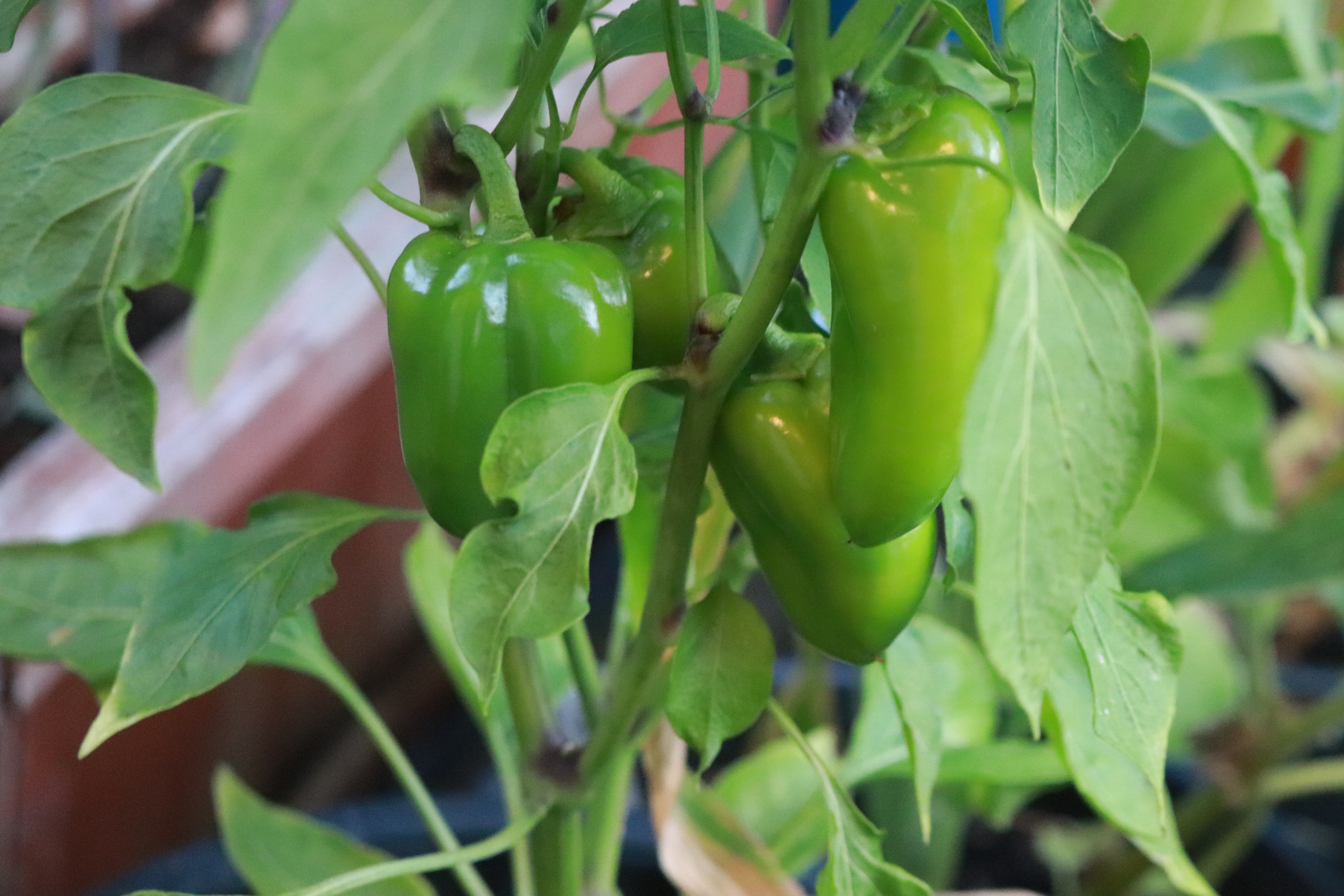 Green Peppers in Garden IMG_4139 Green Peppers in Garden IMG_4139