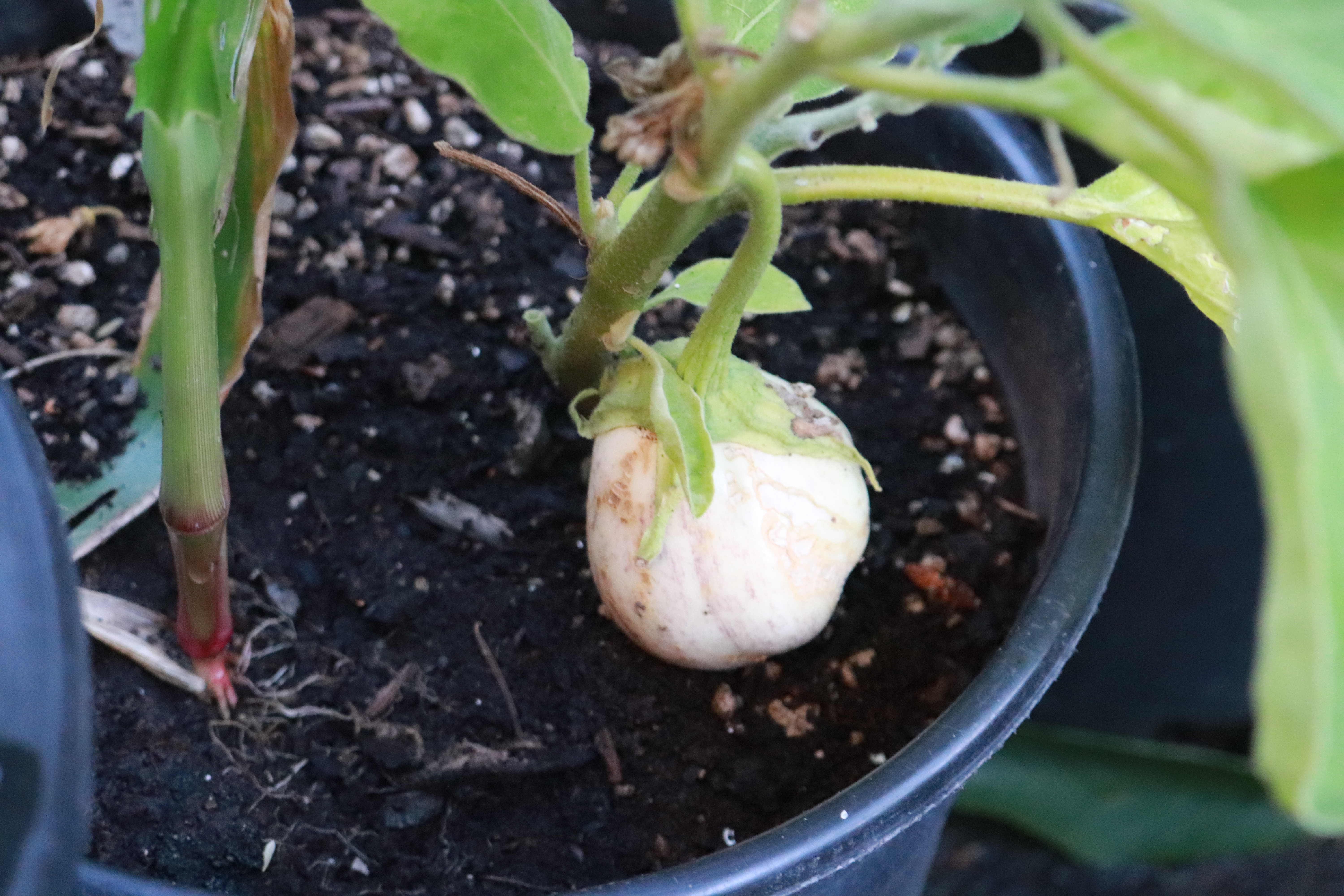 Egg Plant White in Pot IMG_4143 Egg Plant White in Pot IMG_4143
