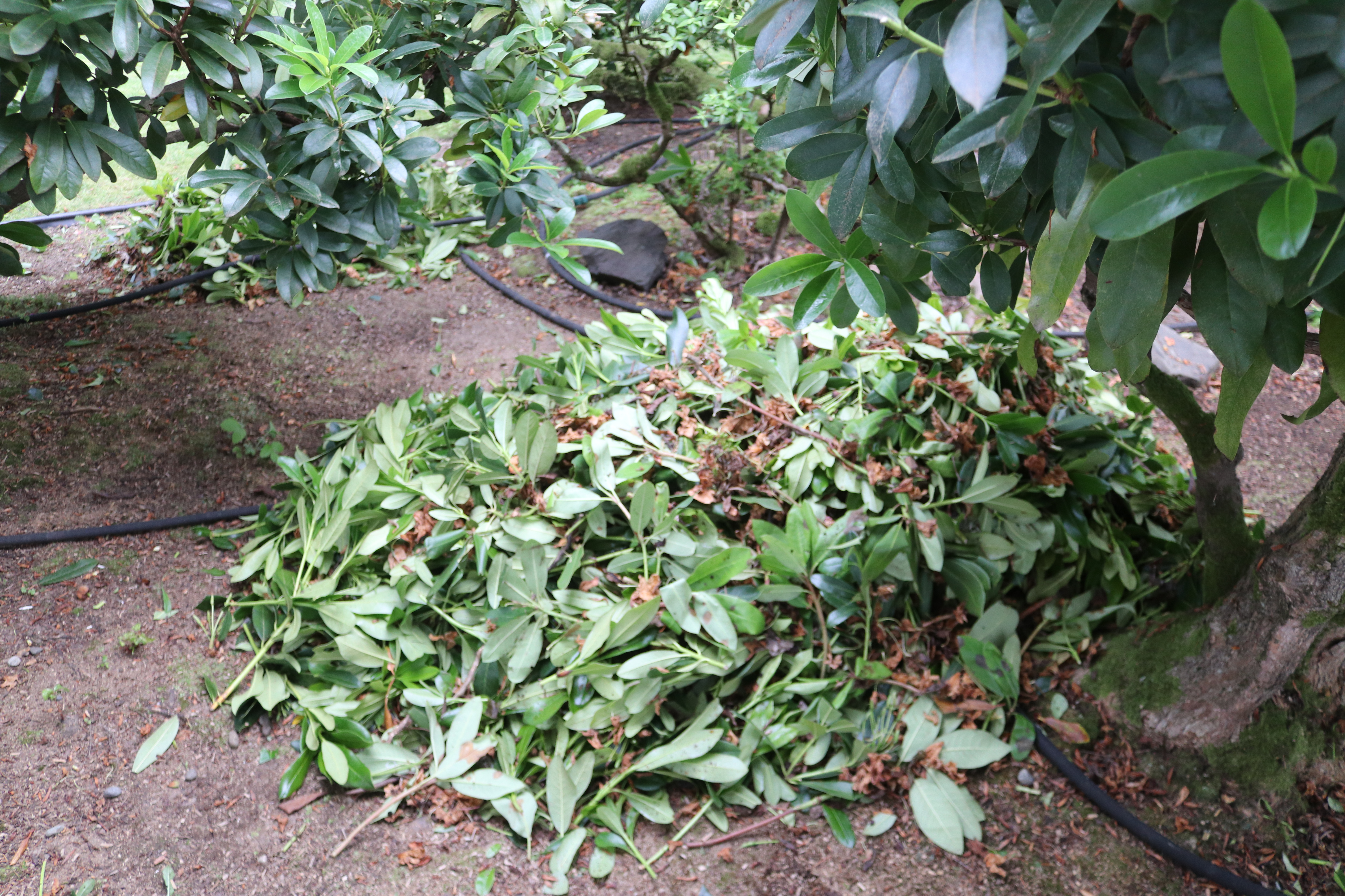 Rhodies Pile of Clippings