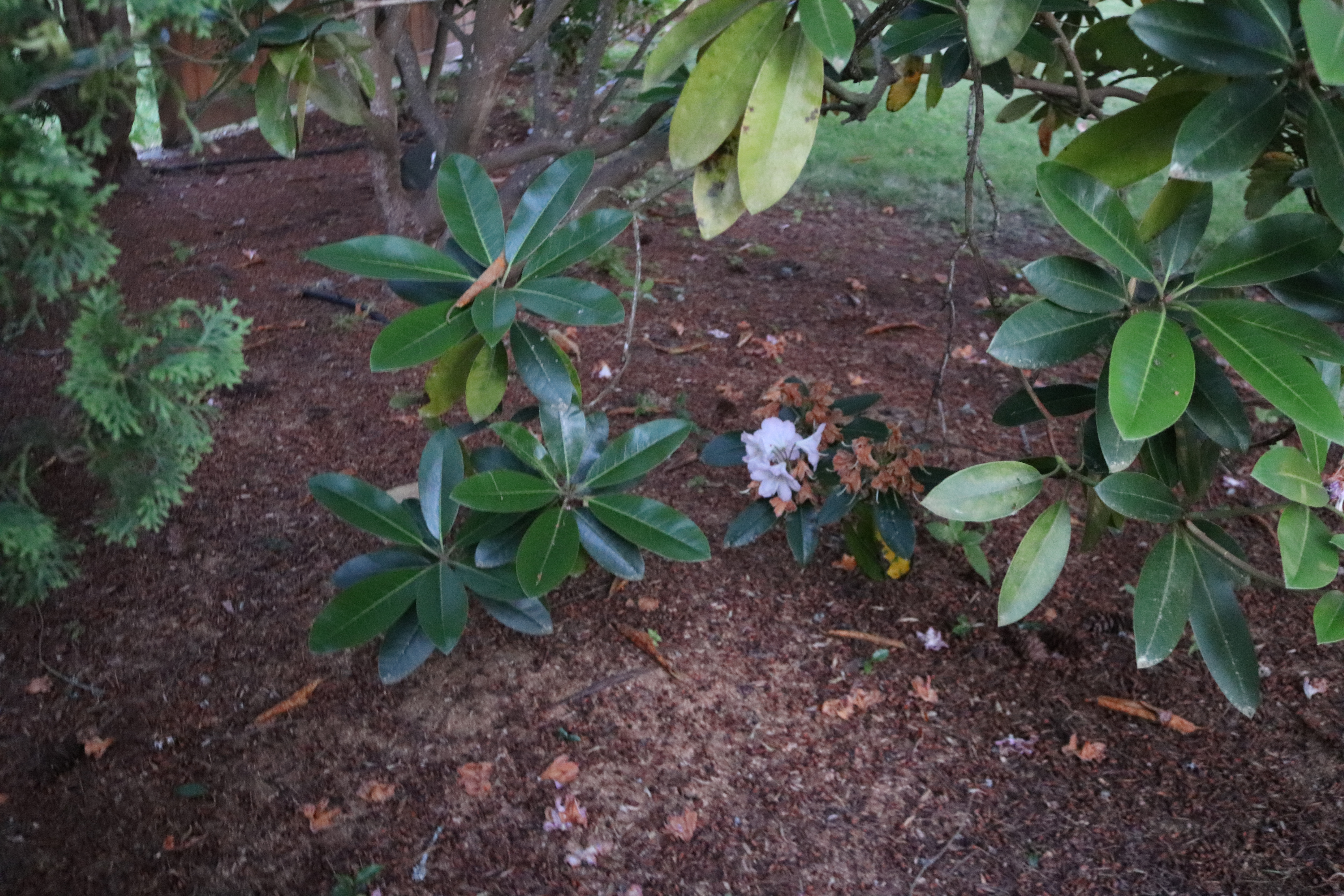 Rhodies Dragging on Ground