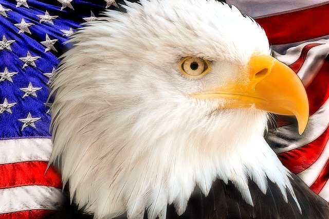 Eagle-Superimposed on an American Flag g772736a62_640