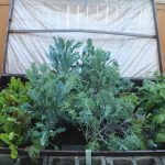 Garden Raised Bed IMG_4129